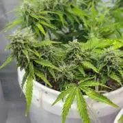 Bruce Banner Auto - Grow #3