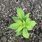 Godzilla Cookies Auto