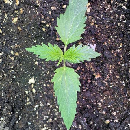 Bruce Banner Auto - Grow #3