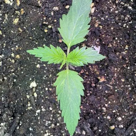 Bruce Banner Auto - Grow #3