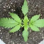 Bruce Banner Auto - Grow #3