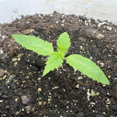 Godzilla Cookies Auto