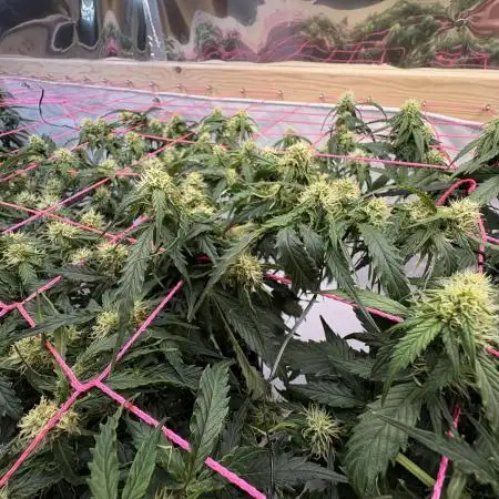 Bruce Banner Auto
