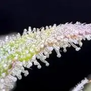 Bruce Banner Auto - Grow #3