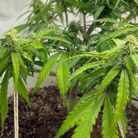 Bruce Banner Auto - Grow #3