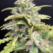 Bruce Banner Auto - Grow #3