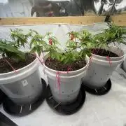 Bruce Banner Auto - Grow #3