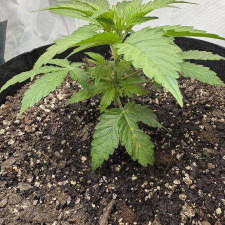 Godzilla Cookies Auto