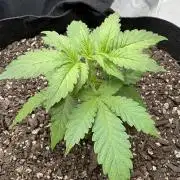 Godzilla Cookies Auto