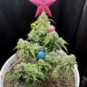 Bruce Banner Auto - Grow #3