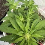 Bruce Banner Auto - Grow #3