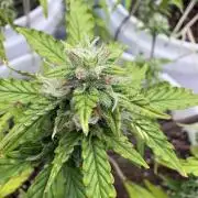 Bruce Banner Auto - Grow #3