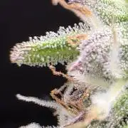 Bruce Banner Auto - Grow #3