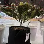 Bruce Banner Auto
