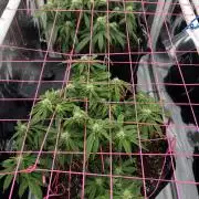 Godzilla Cookies Auto