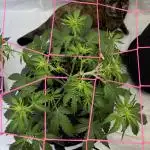 Bruce Banner Auto