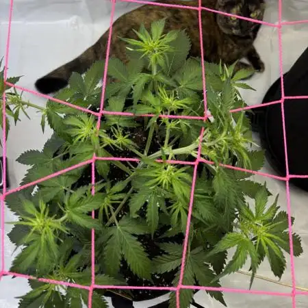 Bruce Banner Auto