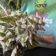 Bruce Banner Auto - Grow #3