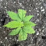 Godzilla Cookies Auto