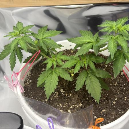 Bruce Banner Auto - Grow #3