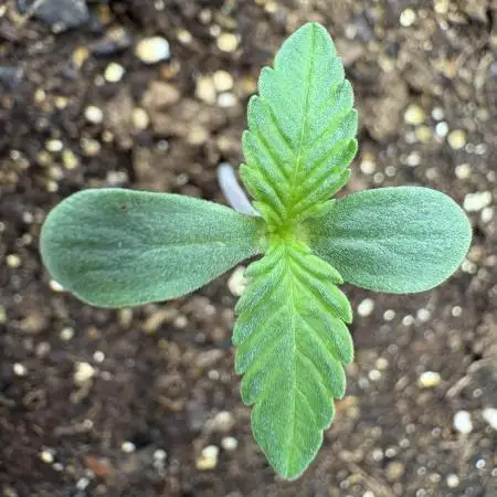 Bruce Banner Auto - Grow #3