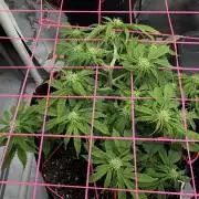 Godzilla Cookies Auto