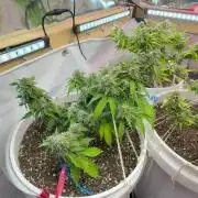 Bruce Banner Auto - Grow #3