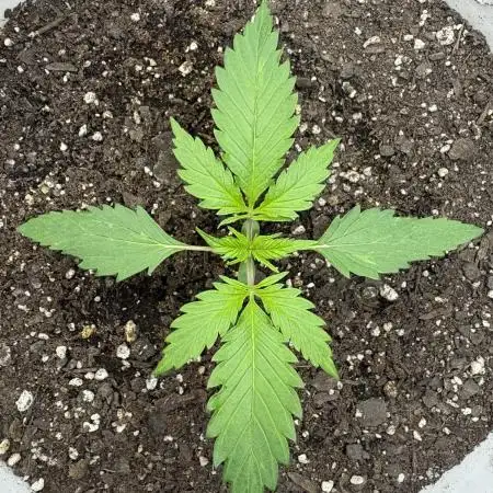 Bruce Banner Auto - Grow #3