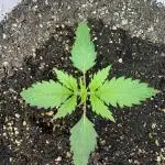 Bruce Banner Auto - Grow #3