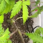 Bruce Banner Auto - Grow #3