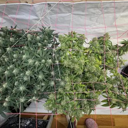 Bruce Banner Auto