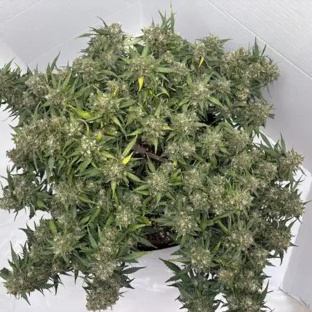 Bruce Banner Auto