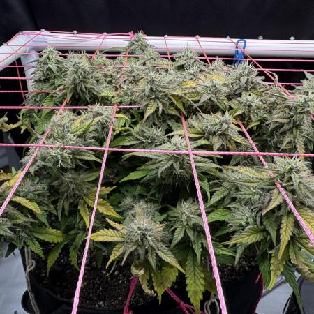 Godzilla Cookies Auto