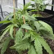 Godzilla Cookies Auto