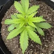 Godzilla Cookies Auto