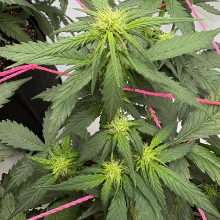 Bruce Banner Auto
