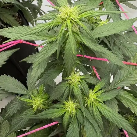 Bruce Banner Auto