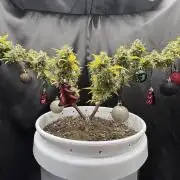 Bruce Banner Auto - Grow #3