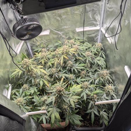 First grow [RQS Royal Jack Auto]