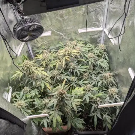 First grow [RQS Royal Jack Auto]