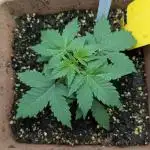 First Outdoor grow RQS Royal Jack Auto