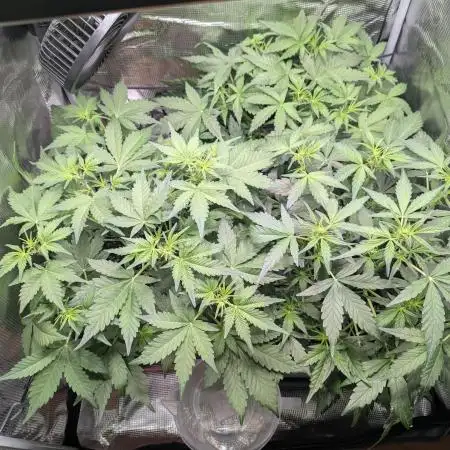 First grow [RQS Royal Jack Auto]