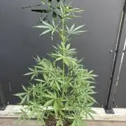 Banana purple punch & Sour jealousy auto