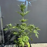 Banana purple punch & Sour jealousy auto