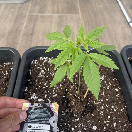 Banana purple punch & Sour jealousy auto