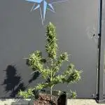 Sweet Skunk Auto