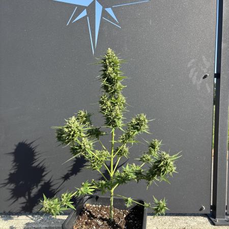 Sweet Skunk Auto