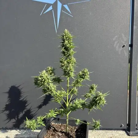 Sweet Skunk Auto