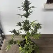 Banana purple punch & Sour jealousy auto