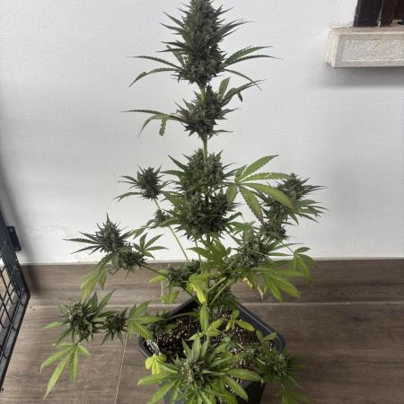 Banana purple punch & Sour jealousy auto